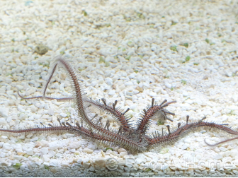 Ophiocoma nereidina