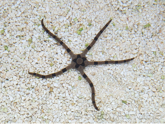 Ophiolepis superba