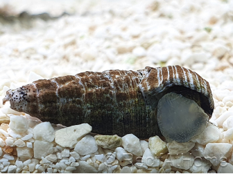 Rhinoclavis sp.