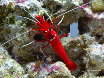 Lysmata debelius