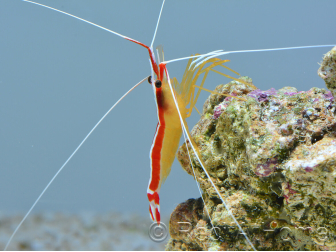 Lysmata amboinensis