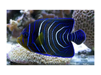 Pomacanthus semicirculatus juv