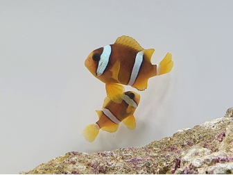 Amphiprion clarkii Elevage France 4-6 cm