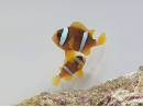 Amphiprion clarkii Cría Francia 4-6 cm