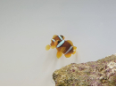 Amphiprion clarkii Elevage France 4-6 cm