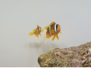Amphiprion clarkii Cría Francia 4-6 cm