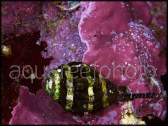 Engina mendicaria