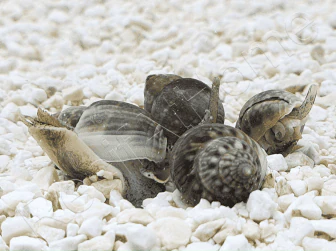 Nassarius pullus