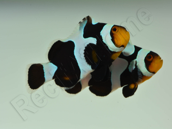 Amphiprion Black gladiator ACDP