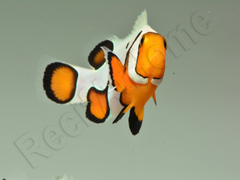 Amphiprion Gladiator Extrême élevage ACDP