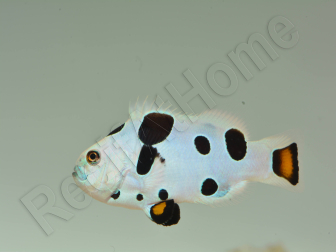 Amphiprion Mocha storm élevage ACDP