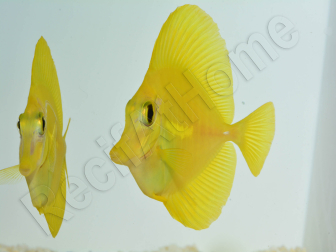 Zebrasoma flavescens portée 2022 Elevage Biota S 3-4cm +1 sachet de granulés offert