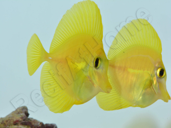 Zebrasoma flavescens portée 2022 Elevage Biota S 3-4cm +1 sachet de granulés offert
