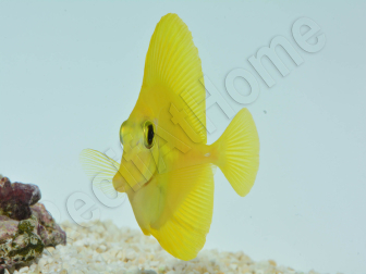 Zebrasoma flavescens portée 2022 Elevage Biota S 3-4cm +1 sachet de granulés offert