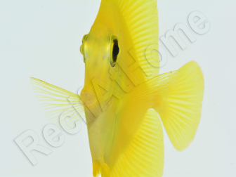 Zebrasoma flavescens portée 2022 Elevage Biota S 3-4cm +1 sachet de granulés offert