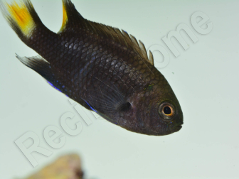 Neopomacentrus azysron Elevage BIOTA