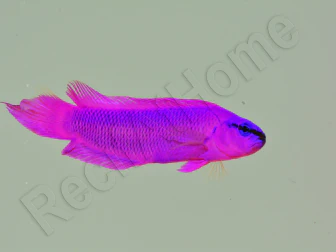 Harem de 4 Pseudochromis fridmani  Ultra Elevage France MERS 