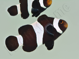 Amphiprion darwini full black Elevage France ACDP