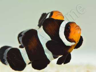 Amphiprion darwini M Elevage France  MERS 