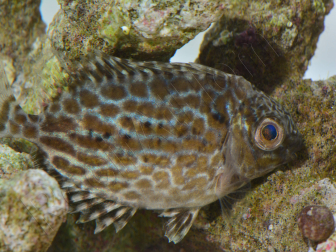 Siganus lineatus 5cm  Elevage biota