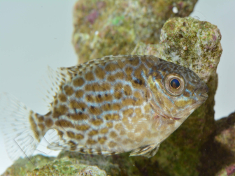 Siganus lineatus 5cm  Elevage biota