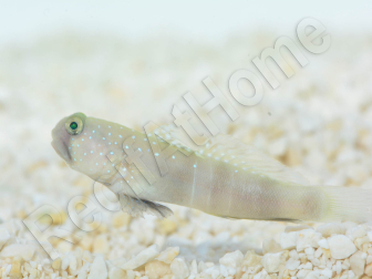 Cryptocentrus cinctus Elevage PROAQUATIX