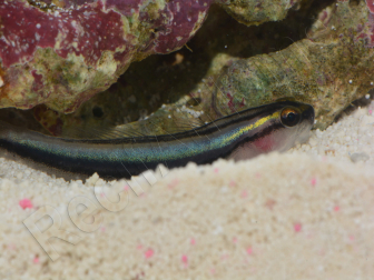Elacatinus evelynae Elevage PROAQUATIX