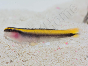 Elacatinus figaro Elevage PROAQUATIX