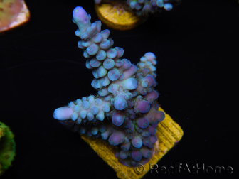 WYSIWYG Acropora abrolhosensis 5W3