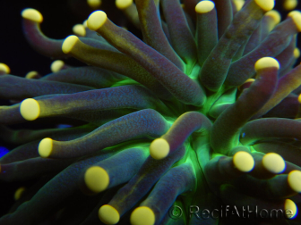 WYSIWYG Euphyllia glabrescens Tiger Gold Tips (Mariculture acclimaté sous LED) 10E3