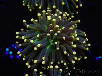 WYSIWYG Euphyllia glabrescens Tiger Gold Tips (Mariculture acclimaté sous LED) 10E3