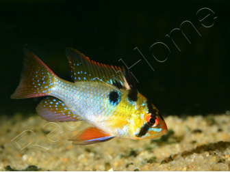 Ramirezi - Mikrogeophagus ramirezi (Amérique du Sud)