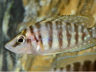 Altolamprologus calvus - Altolamprologus calvus Black (Tanganyika)