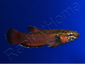 Betta albimarginata couple  (Asie)