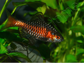 Barbus - Puntius odessa (Asie)