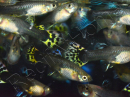 Trio 1 male 2 femelle guppy