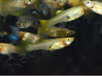 Trio 1 male 2 femelle guppy