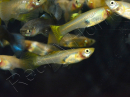 Trio 1 male 2 femelle guppy