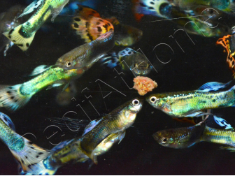 Guppy mâle select mix - Poecilia reticulata mâle (Amérique du Sud)