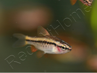 Barbus cerise - Puntius titteya     (Asie)