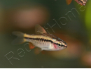 Barbus cerise - Puntius titteya     (Asie)