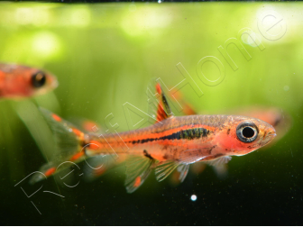 Rasbora moustique - Rasbora brigittae (Asie)