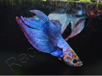 Combattant couleurs assortis - Betta splendens (Asie)