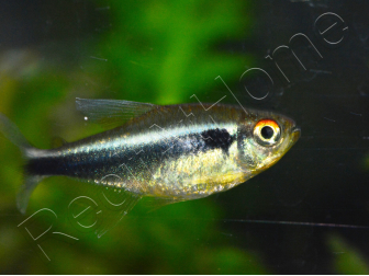 Neons Noirs - Hyphessobrycon Herbertaxelrodi (Amérique du Sud)