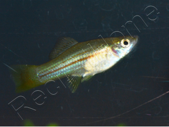 Porte épée mix - Xiphophorus helleri (Amérique du Sud)