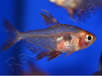 Tétra serpae - Hyphessobrycon callistus minor (Amérique du Sud)