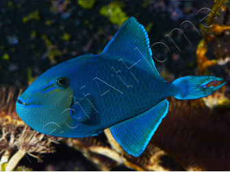 Odonus niger