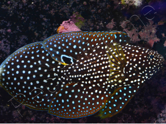 Calloplesiops altivellis