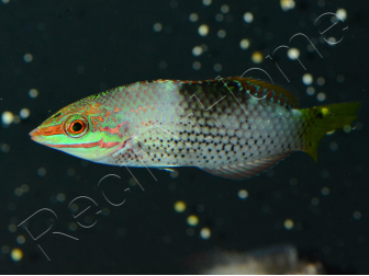 Halichoeres hortulanus
