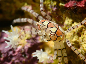 Lybia tesselata